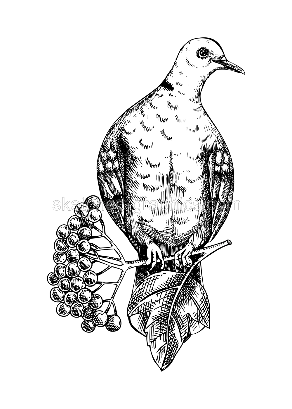Collared dove sitting on flowering guelder rose branch sketch. Vector spring illustration isolated on white background. Hand drawn bird on blooming fruit tree with berries, leaves and flowers design  Illustration